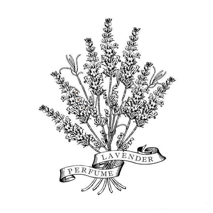 Лаванда раскраска