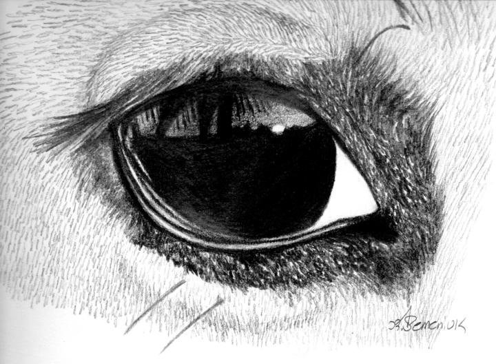 Глаза рисунок
