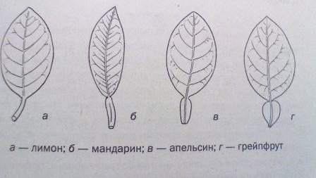 Крылатки цитрусовых у цитрусовых
