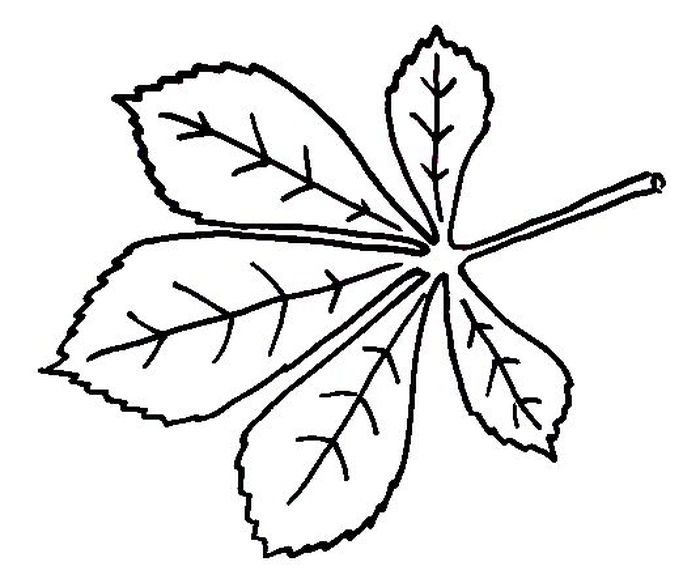 Лист каштана раскраска