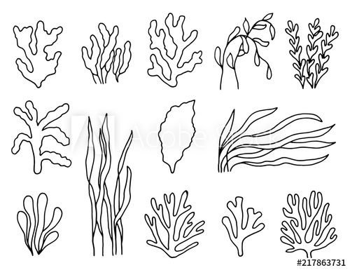Водоросли раскраска для детей