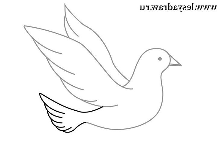 Голубь карандашом для детей