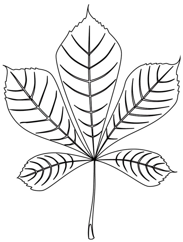 Лист каштана раскраска