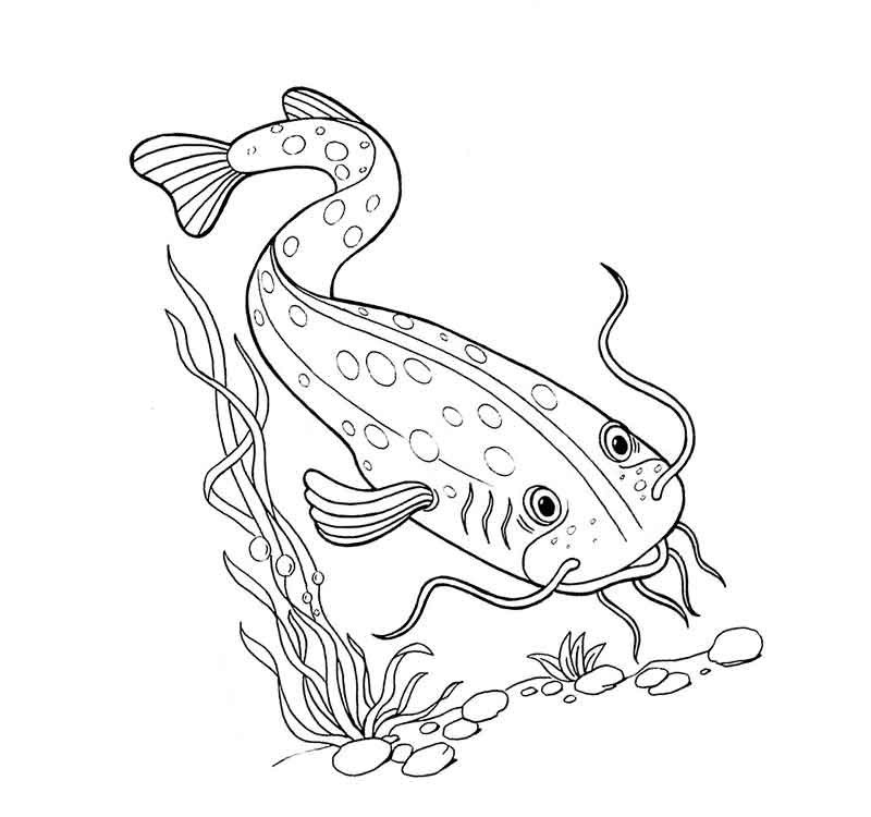 Сом раскраска для детей