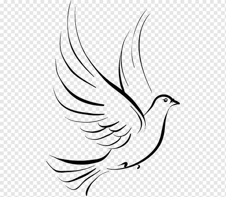Рисунок голубя для срисовки