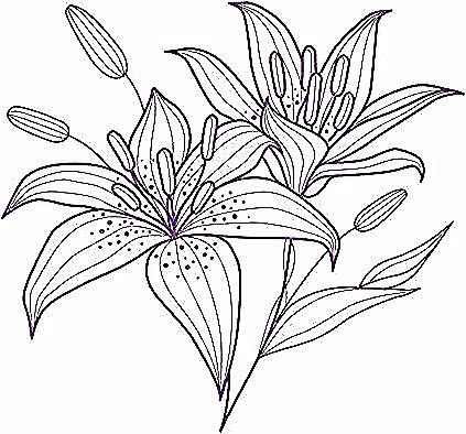 Силуэт лилии