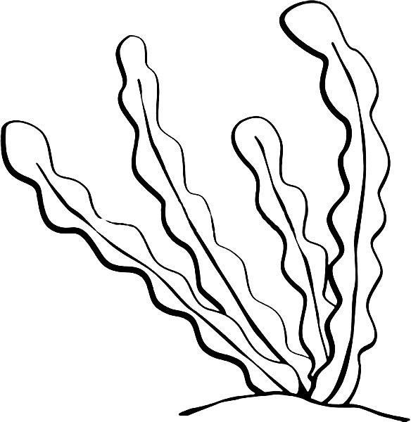 Водоросли раскраска