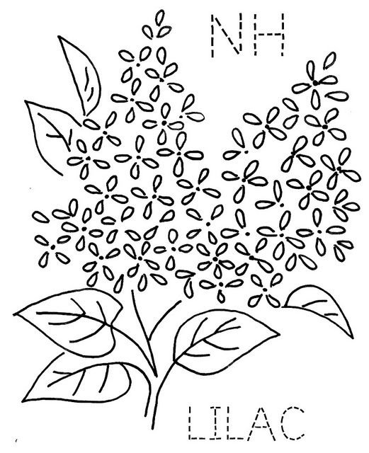 Сирень раскраска