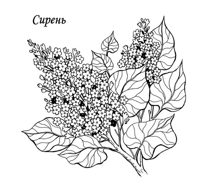 Сирень раскраска для детей