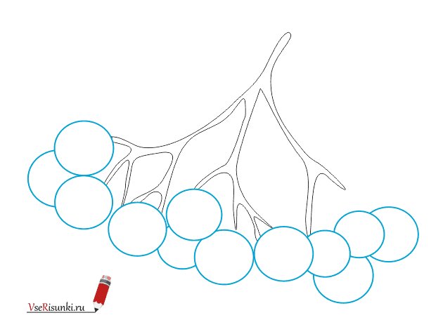 Гроздь рябины раскраска для детей
