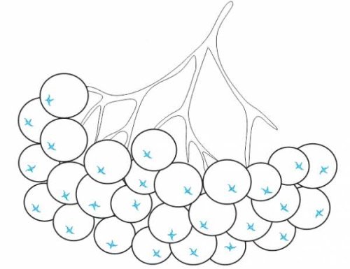 Гроздь рябины раскраска для детей