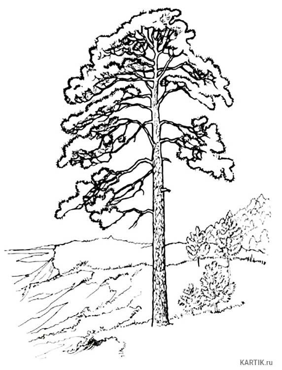 Сосна раскраска для детей