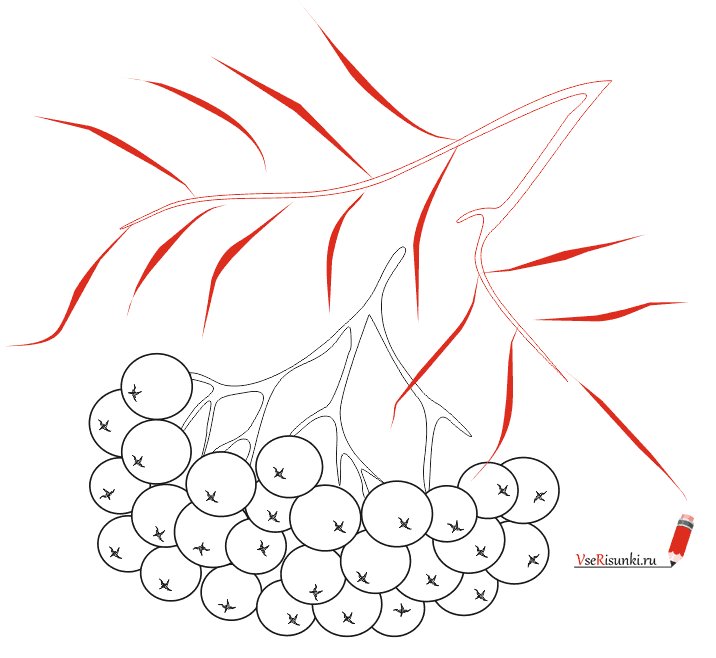 Рябина раскраска для детей