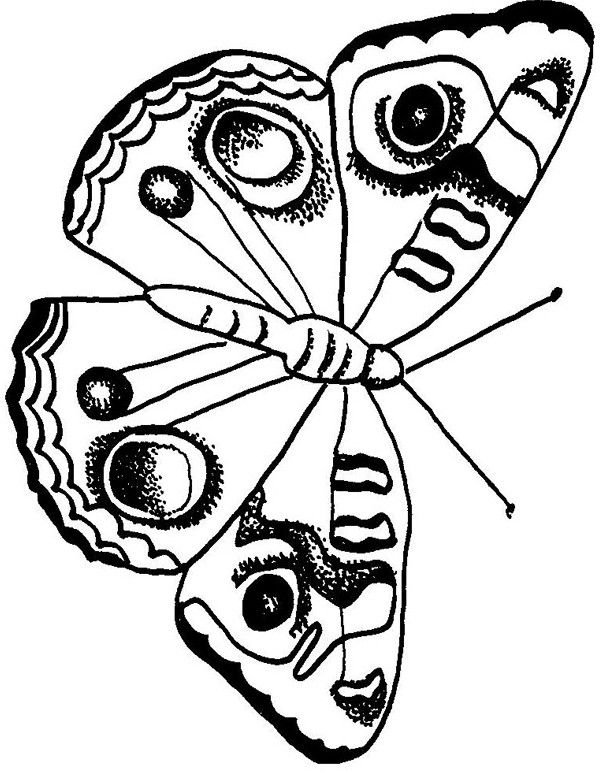 Раскраска "бабочки"