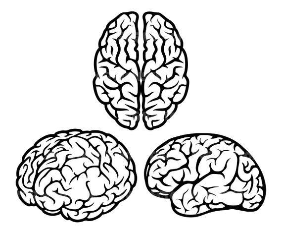 Мозг рисунок