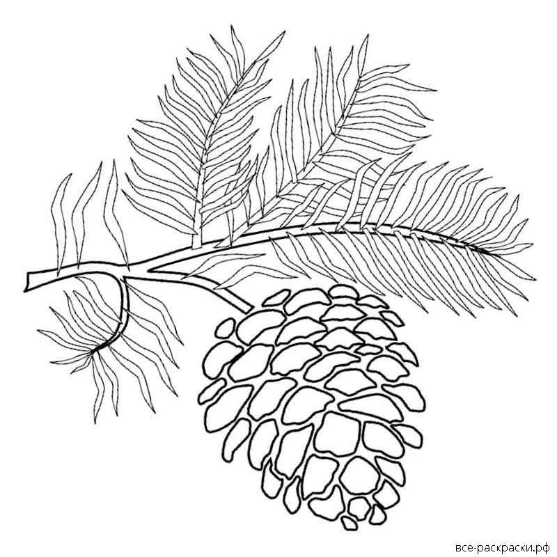 Шишки раскраска