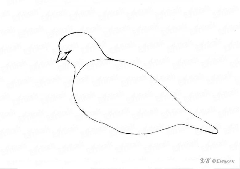 Голубь рисунок карандашом