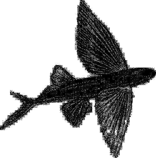 Летучая рыба