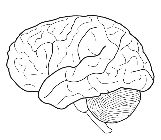 Мозг очертания
