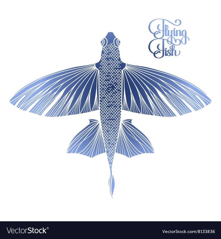 Летучая рыба на белом фоне