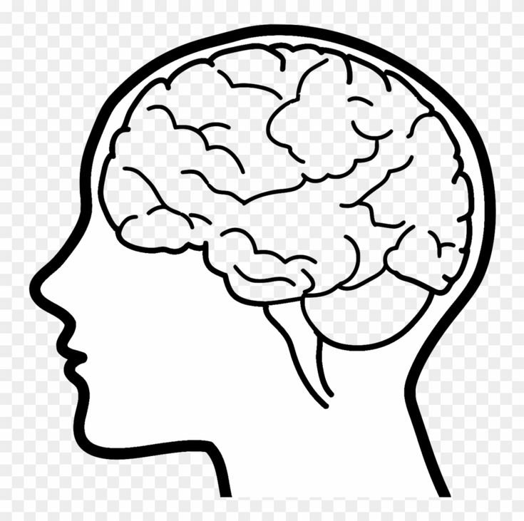 Контур мозга человека