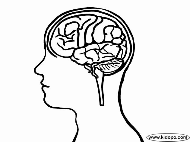 Мозг раскраска