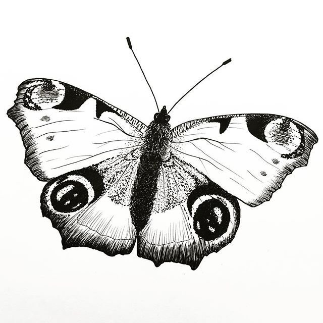 Нарисовать бабочку павлиний глаз