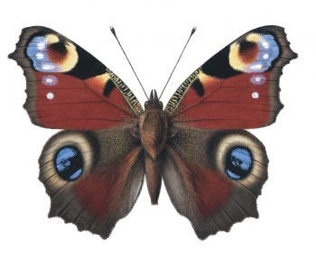 Бабочка павлиний глаз шаблон
