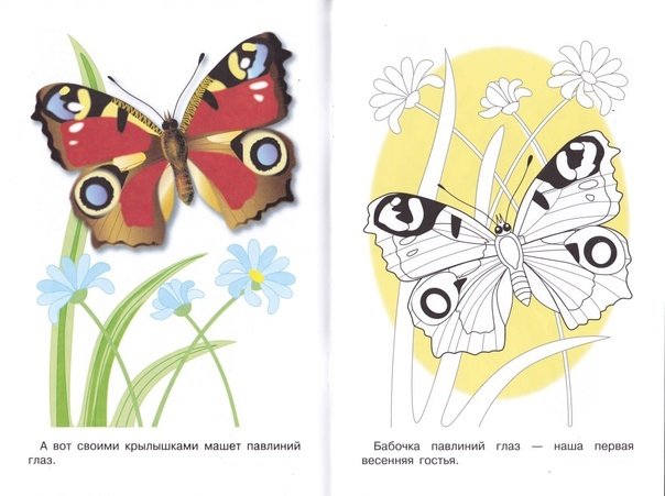 Раскраска "бабочки"
