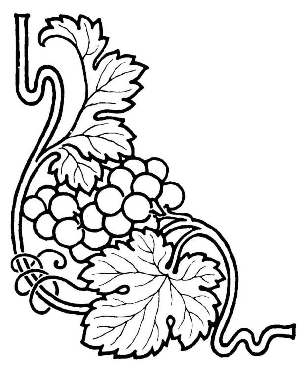 Виноградная лоза прорись