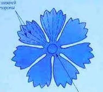 Трафарет цветка Василек