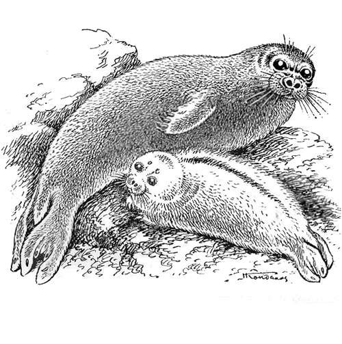 Нарисовать нерпу Байкальскую