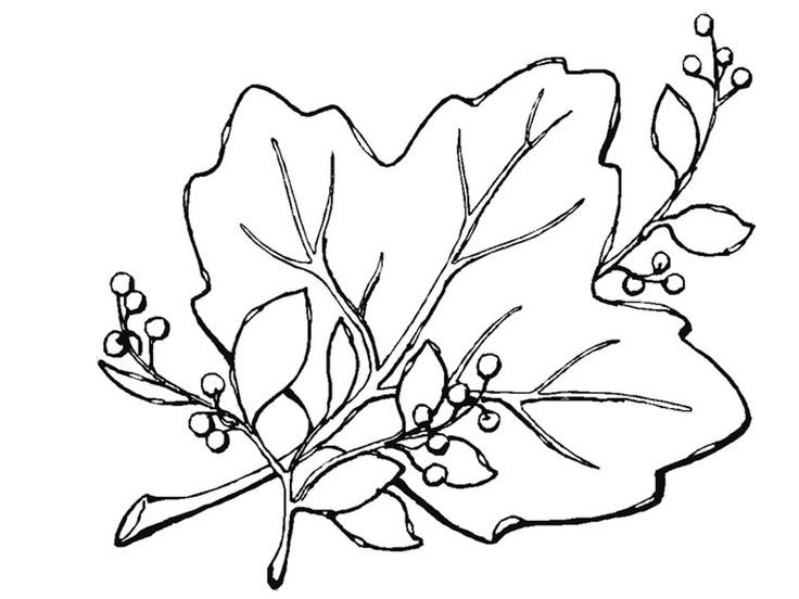 Листья раскраска