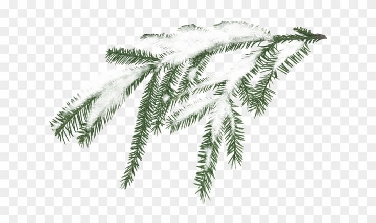 Зимняя ветка на прозрачном фоне