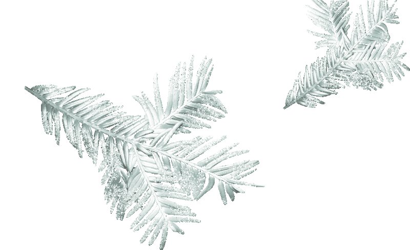 Веточка елки на белом фоне