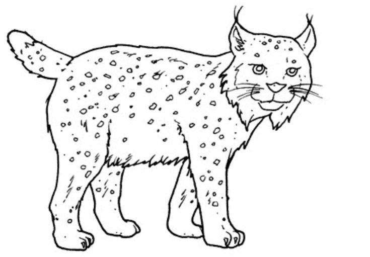 Кавказская Рысь раскраска для детей