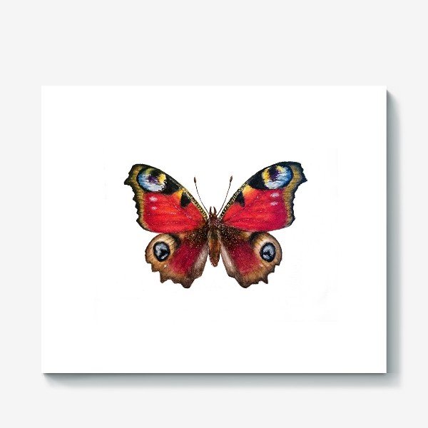 Дневной павлиний глаз бабочка