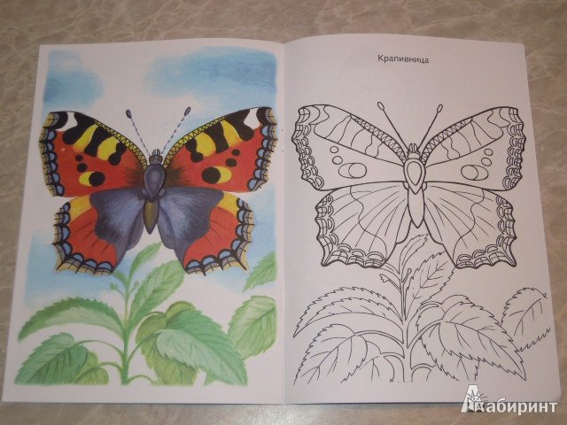 Дневной павлиний глаз раскраска