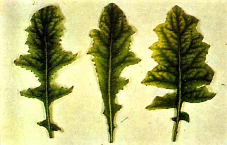 Листочки герберы