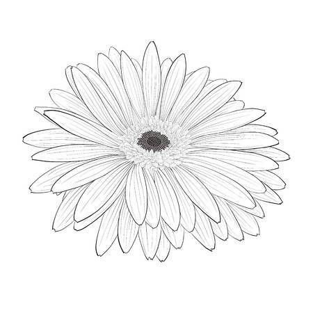 Гербера скетч