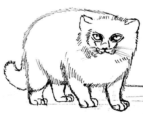 Дикий кот Манул раскраска для детей