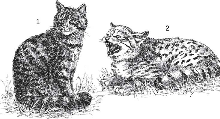 Лесной кот раскраска