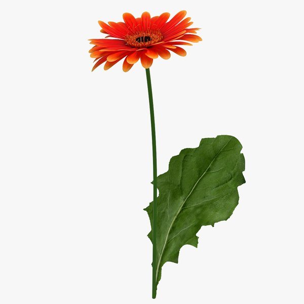 Гербера Сенсини