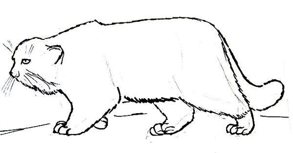 Кот Манул раскраска