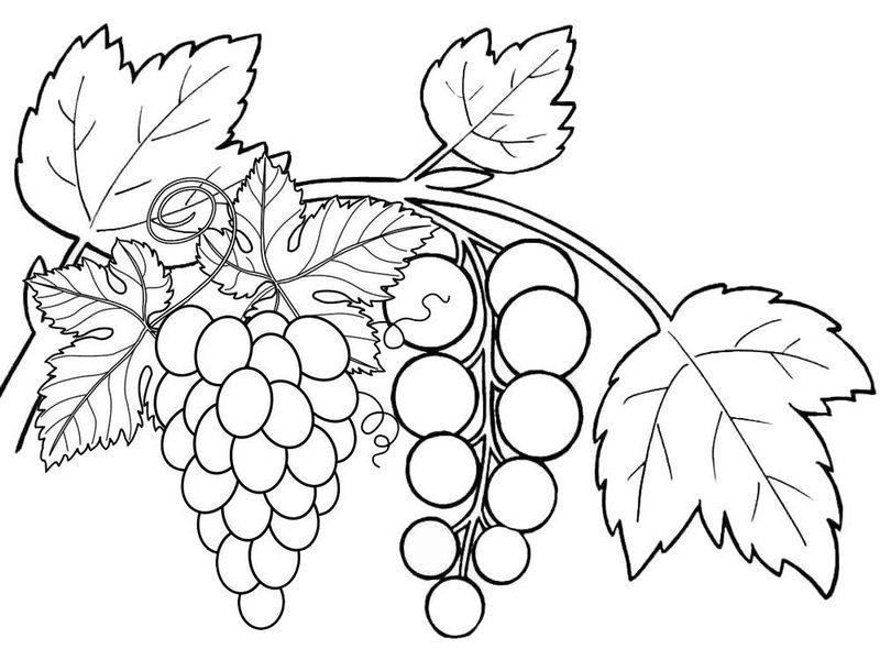 Ягоды смородина раскраска для детей
