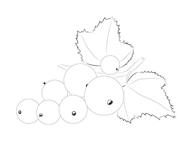 Смородина раскраска для детей