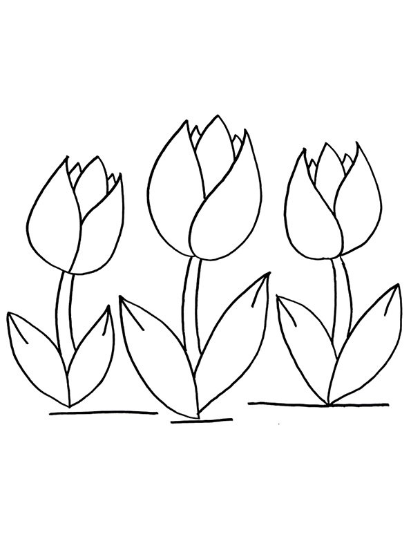 Тюльпан раскраска