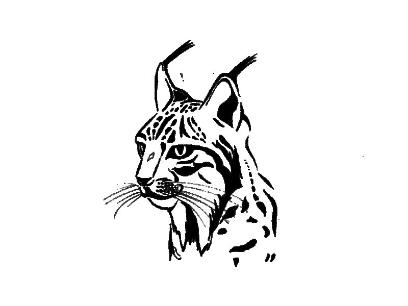 Рысь рисунок