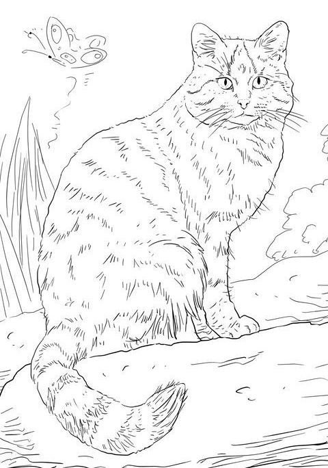 Кошки. Раскраска