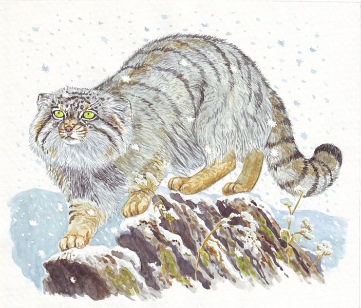 Дикий кот Манул раскраска